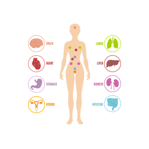 Avatar of Vocabulary Set Tubuh