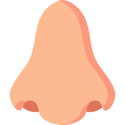 Avatar of Vocabulary Set Hidung