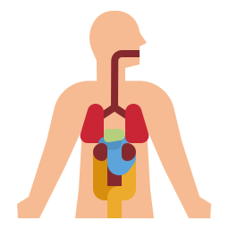 Avatar of Vocabulary Set Tubuh Manusia