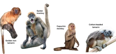 Monkey Variations