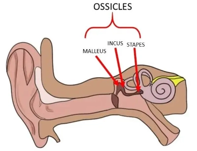 ossicle는 무엇을 의미하나요? | Lingoland 영한 사전
