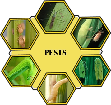 What does pest mean? | Lingoland English-English Dictionary