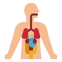 Avatar of Vocabulary Set Der menschliche Körper