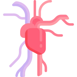 Avatar of Vocabulary Set Dolaşım Sistemi