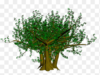 "banyan" picture