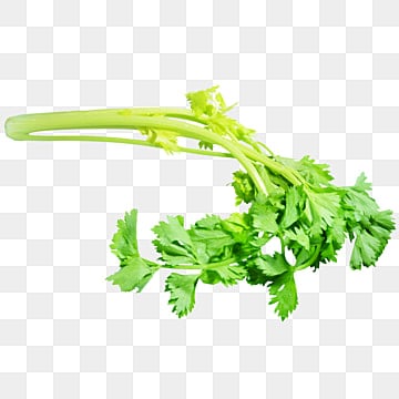 "celery" picture