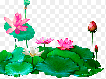 "lotus" picture