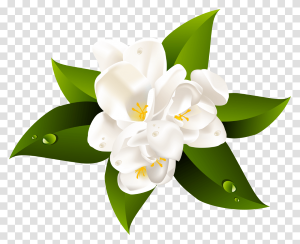 "jasmine" picture
