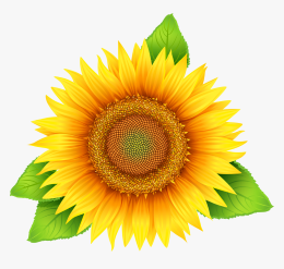 "sunflower" picture