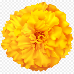 "marigold" picture