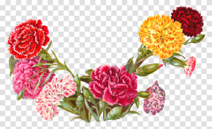 "carnation" picture