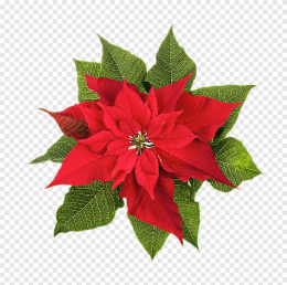 "poinsettia" picture