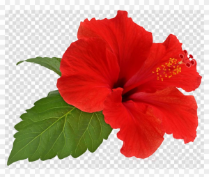 "hibiscus" picture
