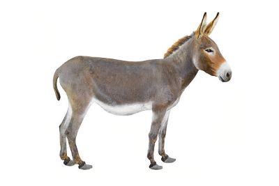 "donkey" picture