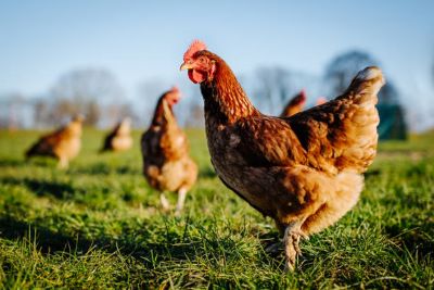 "chicken" picture