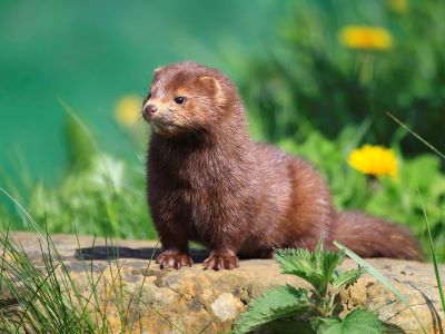 "mink" picture