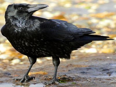 "crow" picture