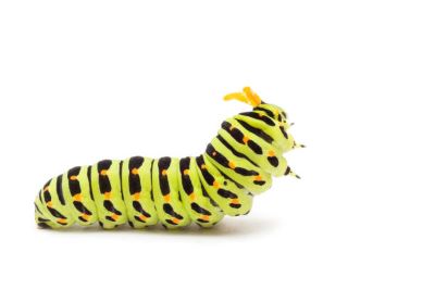 "caterpillar" picture