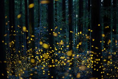"firefly" picture