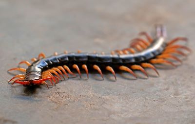 "centipede" picture