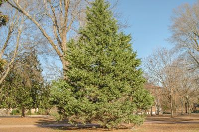 "cedar" picture