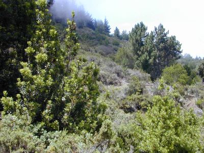 "shrubland" picture