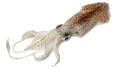 "squid" picture