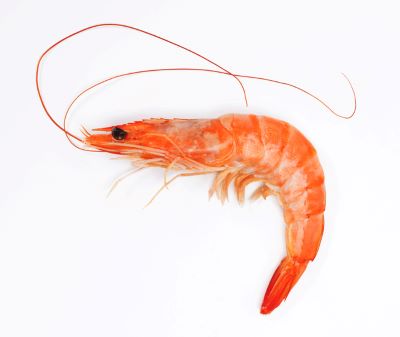 "shrimp" picture
