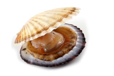 "scallop" picture