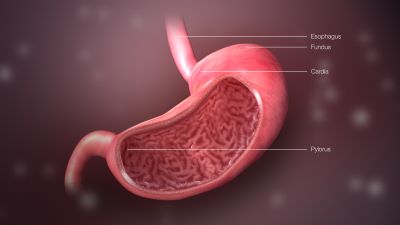 "stomach" picture