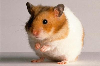 "hamster" picture