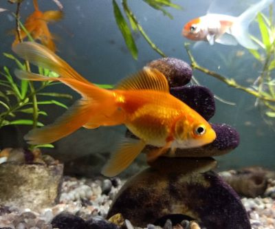 "goldfish" picture