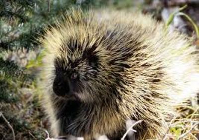 "porcupine" picture