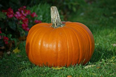 "pumpkin" picture