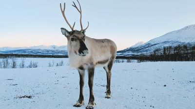"reindeer" picture
