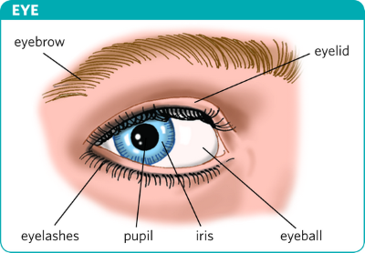 "eyelid" picture