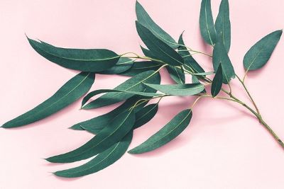 "eucalyptus" picture