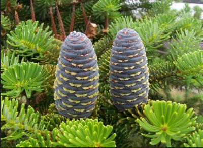 "fir" picture