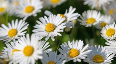 "daisy" picture