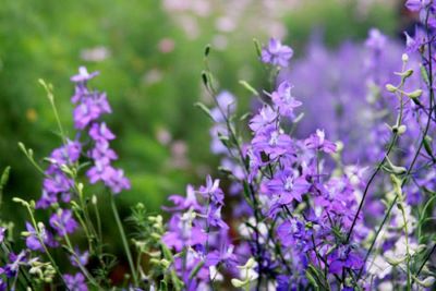 "violet" picture