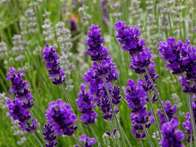 "lavender" picture