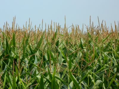 "cornfield" picture