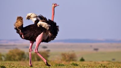 "ostrich" picture
