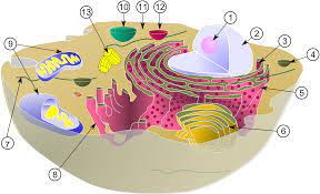 "biological" picture