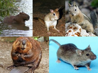 "rodent" picture