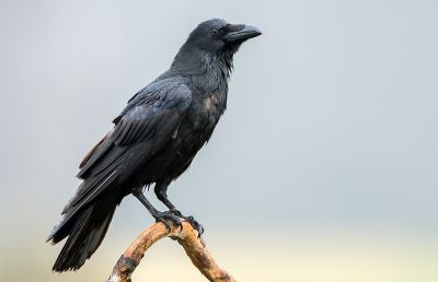 "raven" picture