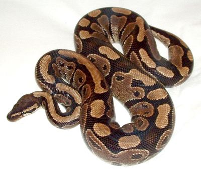 "python" picture