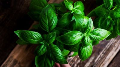 "basil" picture