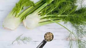 "fennel" picture