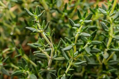 "thyme" picture